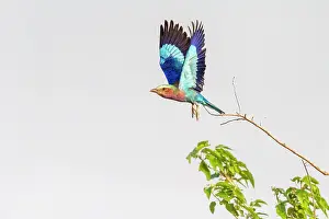 Bird Watching Prints: africa, Zimbabwe, Mana Pools National Park. A Lilac breasted roller flying