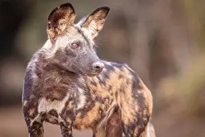Zimbabwe Prints: africa, Zimbabwe, Mana Pools National Park. An African wild dog
