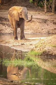 Drinking Prints: africa, Zimbabwe, Mana Pools National Park. An elephant at a water pool