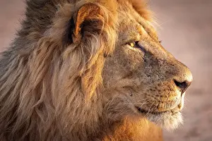 Zimbabwe Prints: africa, Zimbabwe, Mana Pools National Park. A beautiful male lion in the morning light