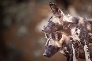 Watching Prints: africa, Zimbabwe, Mana Pools National Park