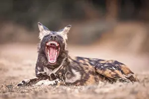 Teeth Prints: africa, Zimbabwe, Mana Pools National Park