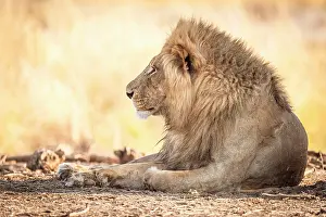 Zimbabwe Prints: africa, Zimbabwe, Mana Pools National Park. A beautiful male lion in the morning light