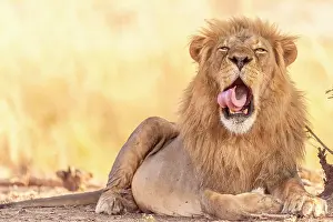 Zimbabwe Prints: africa, Zimbabwe, Mana Pools National Park. A beautiful male lion in the morning light