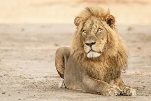 Zimbabwe Prints: africa, Zimbabwe, Mana Pools National Park. A beautiful male lion in the morning light