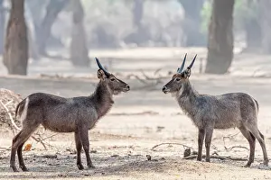 Males Prints: africa, Zimbabwe, Mana Pools National Park. Two male waterbucks in a fight