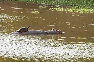 Hippo Prints: africa, Zimbabwe, Mana Pools National Park