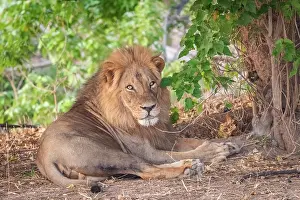 Zimbabwe Prints: africa, Zimbabwe, Mana Pools National Park. A male lion lying in a bush