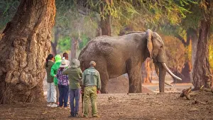 Bull Prints: africa, Zimbabwe, Mana Pools National Park