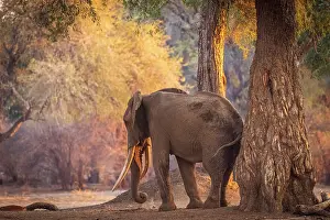 Bull Prints: africa, Zimbabwe, Mana Pools National Park. An elephant eating soil