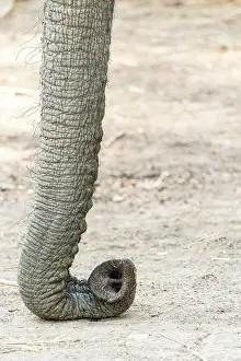 Relaxing Prints: africa, Zimbabwe, Mana Pools National Park