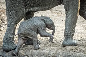 Little Prints: africa, Zimbabwe, Mana Pools National Park