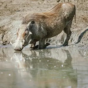 Drinking Prints: africa, Zimbabwe, Mana Pools National Park. A Warthog drinking and reflecting in the water