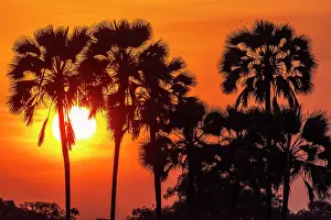 Zimbabwe Prints: africa, Zimbabwe, Mana Pools National Park. Sunset with the palm trees