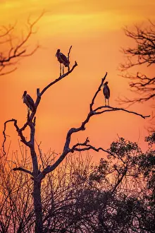 Zimbabwe Prints: africa, Zimbabwe, Mana Pools National Park. Marabou storks on a tree silhouette at sunset