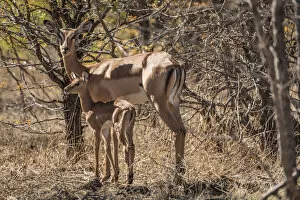 Images Dated 21st December 2017: Africa, Zimbabwe, Matabeleland north, Zambezi National Park. Impala with newborn baby