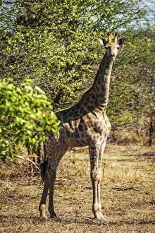 Africa, Zimbabwe, Matabeleland north. A giraffe in the Zambezi National Park