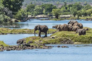 Africa, Zimbabwe, Matabeleland north. A herd of elephants on the bank of the Zambezi