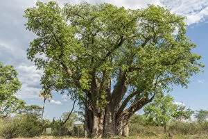 Images Dated 21st December 2017: Africa, Zimbabwe, Matabeleland north. The big baobab at Victoria Falls
