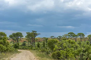 Images Dated 29th November 2017: Africa, Zimbabwe, track through the bush in Hwange National park