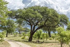 Vegetation Collection: Africa, Zimbabwe, track through the bush in Hwange National Park