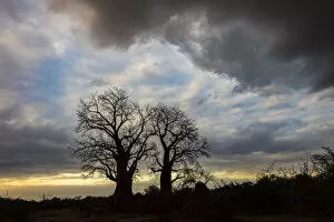 Adansonia Digitata Gallery: African Boabab trees silhouetted at sunrise under a stormy sky, Lower Zambezi National Park, Zambia