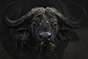 African Wildlife Collection: African buffalo or Cape buffalo (Syncerus caffer) in Lake Nakuru National Park