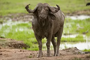 Images Dated 2nd August 2013: African buffalo by waterhole, Mikumi, Tanzaina