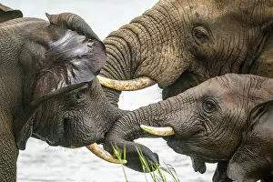 Majestic Prints: African bush/savannah elephant (Loxodonta africana)