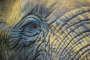 Close Ups Prints: African bush/savannah elephant (Loxodonta africana)