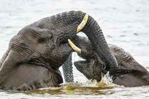 Moving Prints: African bush/savannah elephant (Loxodonta africana)
