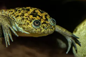 Frogs Prints: African Clawed Frog (Xenopus laevis) - captive bred