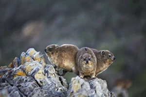 African Clawless otters in Tsitsikamma National Park, Storms River, Eastern Cape