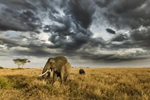 Elephant Gallery: African elephant with calf grazing at sunset in Southern Serengeti plains, as a thunderstorm