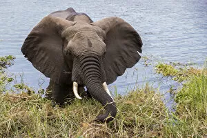African elephant eating reeds on the bank of the Chongwe River, Lower Zambezi National Park, Zambia