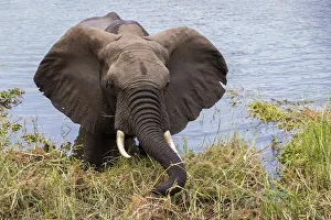 Lower Zambezi National Park Gallery: African elephant eating reeds on the bank of the Chongwe River, Lower Zambezi National Park, Zambia