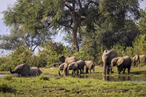 Lower Zambezi National Park Gallery: African elephant herd preparing to cross the Inkalange Channel, Lower Zambezi National Park, Zambia