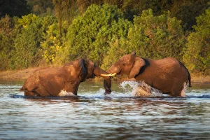 Images Dated 4th January 2021: African Elephant (Loxodonta africana), juveniles playing in River Chobe Savuti