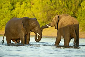 Images Dated 4th January 2021: African Elephant (Loxodonta africana), juveniles playing in River Chobe Savuti