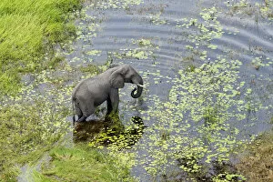 Okavango Collection: African Elephant (Loxodonta africana), Khwai, Botswana, Africa