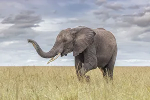 Afica Prints: African elephant (loxodonta africana) in the Maasaimara, Kenya