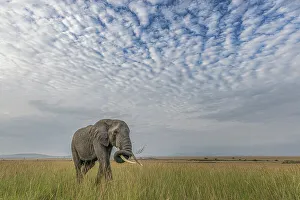 Afica Prints: African elephant (loxodonta africana) in the Maasaimara, Kenya