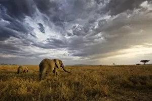 Bush Gallery: An african elephant at sunset in the Serengeti national park, Tanzania, Africa