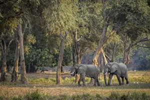 Lower Zambezi National Park Gallery: African elephant walking across the Zambezi River floodplain, Lower Zambezi National Park, Zambia