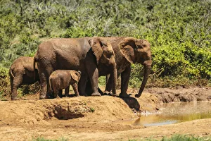 African Elephant Gallery: African Elephants, Addo Elephant National Park, Eastern Cape, South Africa