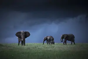 Nature Reserve Prints: African elephants (loxodonta africana) in the Msai Mara game reserve during the rainy