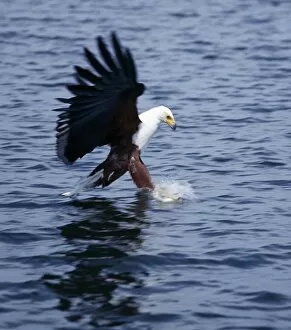 Hunter Gallery: An African fish eagle