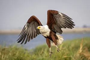 African Fish Eagle Gallery: African Fish Eagle, Chobe River, Chobe National Park, Botswana