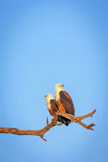 African Fish Eagle Gallery: African Fish Eagle, Chobe River, Botswana