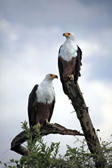 Images Dated 14th December 2010: African Fish Eagle (Haliaeetus vocifer), Queen Elizabeth National Park, Uganda, East